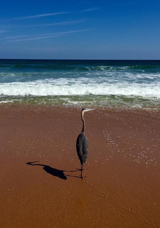 Coral Sands Inn Ormond Beach Esterno foto